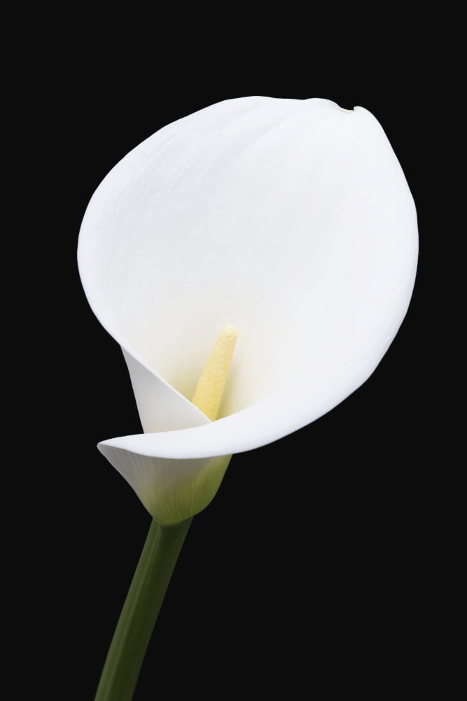 Close up of white arum or calla lily (Zantedeschia aethiopica) shot from the front against a black background London England Canvas Art - Nick Dale Design Pics (12 x 18)