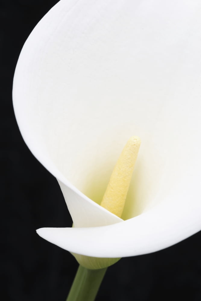 Close up of white arum or calla lily (Zantedeschia aethiopica) with a wide oval floral bract viewed from the front against a black background London England Canvas Art - Nick Dale Design Pics (12 x 1