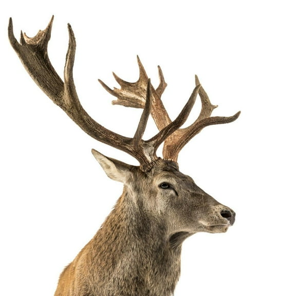 CloseUp of a Red Deer Stag in Front of a White Background, Animals Unframed Photographic Print Wall Art by Life on White Sold by ArtCom