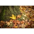 thumbnail image 1 of Close-up of autumn coloured maple leaves on the ground at the base of a tree White Mountain National Forest; New England United States of, 1 of 3