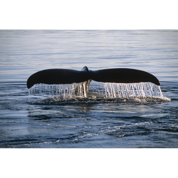 Close-up of a Humpback whale's fluke breaching in Frederick Sound Tongass National Forest Southeast Alaska;