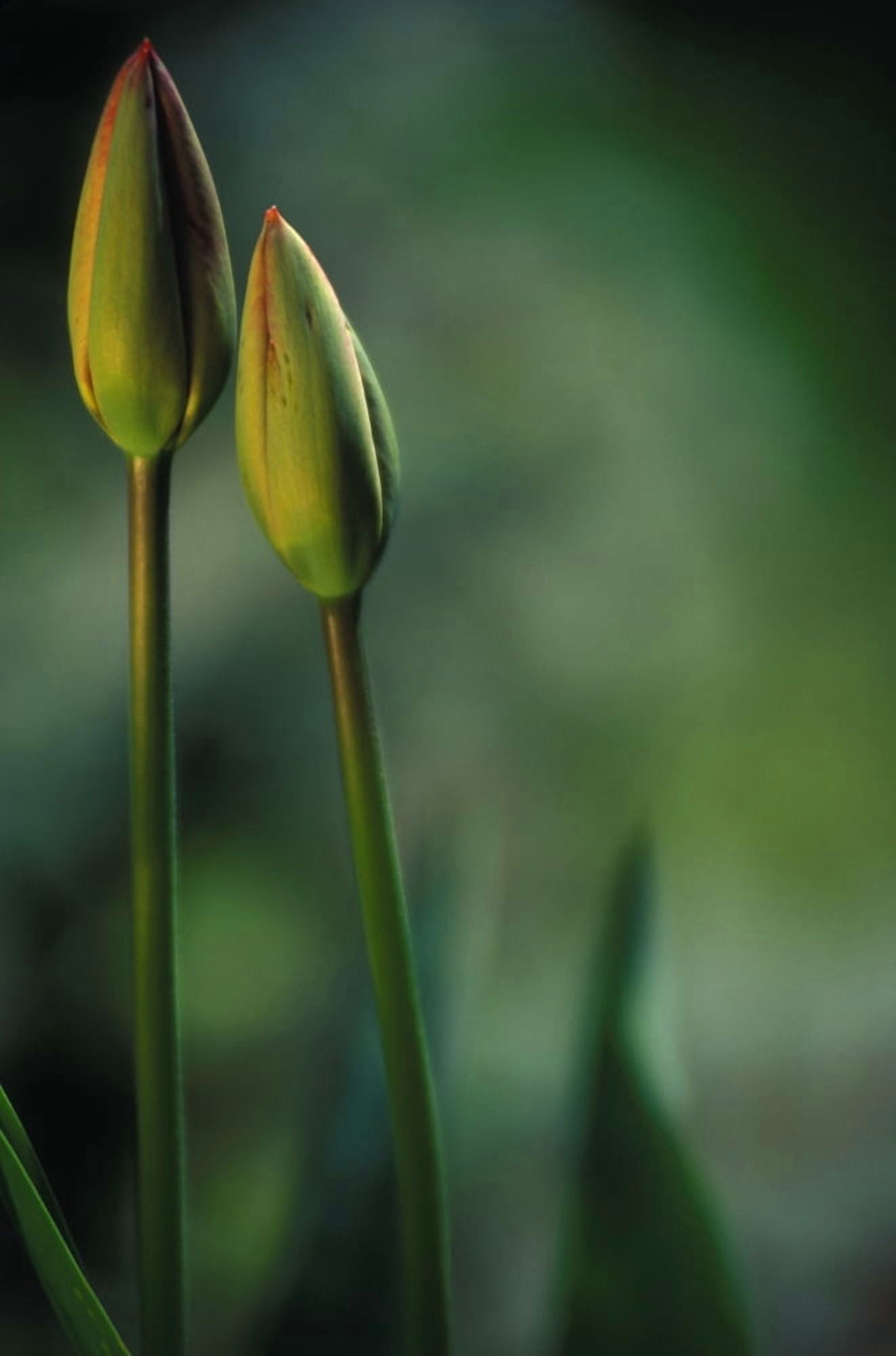 Closed Tulips Canvas Art - Sean White Design Pics (22 x 34)