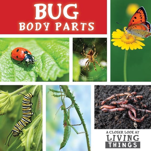 Closer Look at Living Things: Bug Body Parts (Paperback)