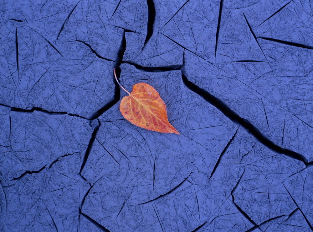 Closeup Of Autumn Colored Cottonwood Leaf Laying On Dry Cracked Silt Ak Autumn Wrangell-St Elias Nat Park Canvas Art - Carl R Battreall Design Pics (17 x 12)