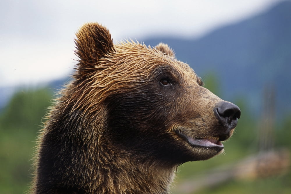 Closeup Of Brown Bears Head And Face Captive Alaska Wildlife Conservation Center Southcentral Summer Canvas Art - Doug Lindstrand Design Pics (17 x 11)