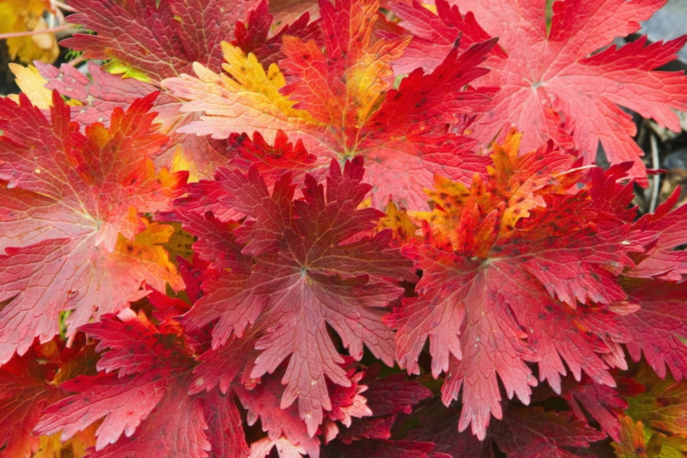 Closeup Detail Of Autumn Foliage Kodiak Island Southwest Alaska Canvas Art - Kevin Smith Design Pics (38 x 24)