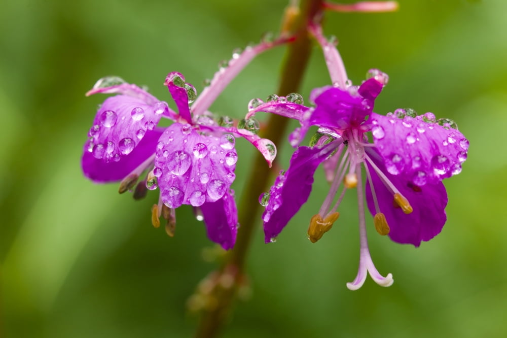 Closeup Of Fireweed Blooms Dripping WWater After Rainshower Chilkat Valley Southeast Alaska Summer Canvas Art - Michael DeYoung Design Pics (34 x 22)
