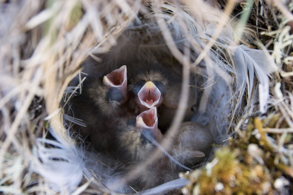 Closeup Of Lapland Longspur Chicks In Nest Begging For Food Area 1002 Arctic National Wildlife Refuge Ak Canvas Art - Scott Dickerson Design Pics (34 x 22)