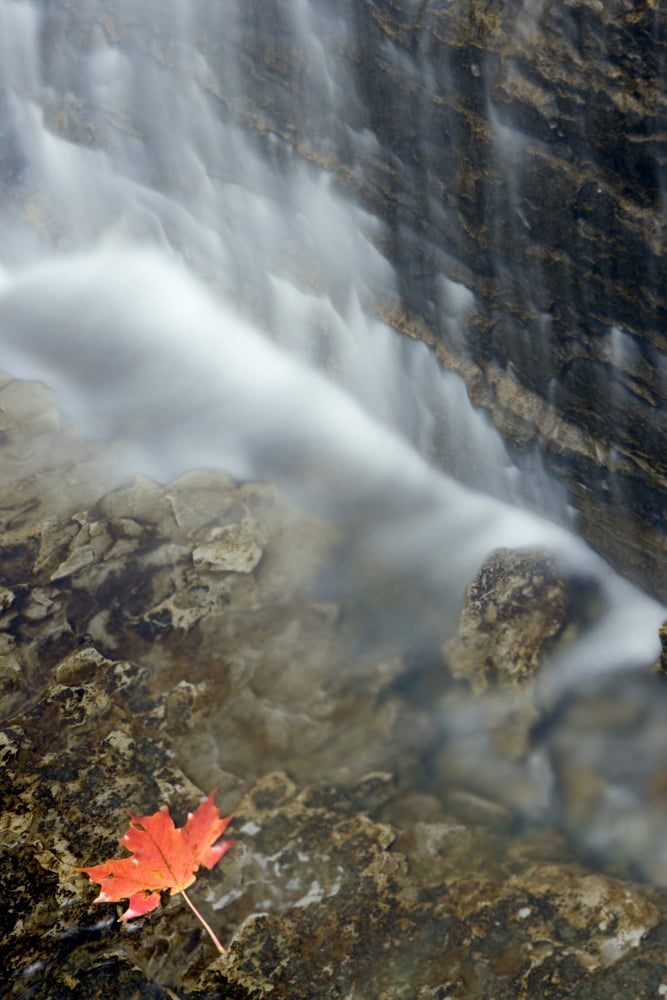 Closeup Maple Leaf And Decew Falls St Catherines Ontario Canvas Art - Darwin Wiggett Design Pics (22 x 34)