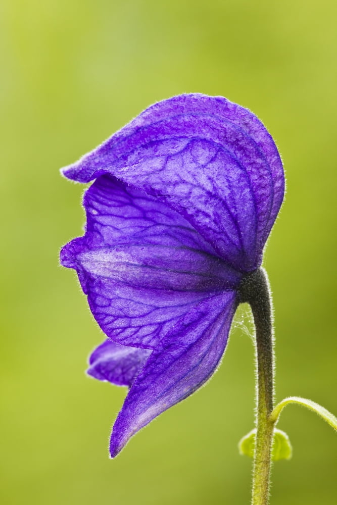 Closeup Of Monkshood In Archangel Valley At Hatcher Pass Talkeetna Mountains Southcentral Alaska Summer Canvas Art - Ray Bulson Design Pics (24 x 38)
