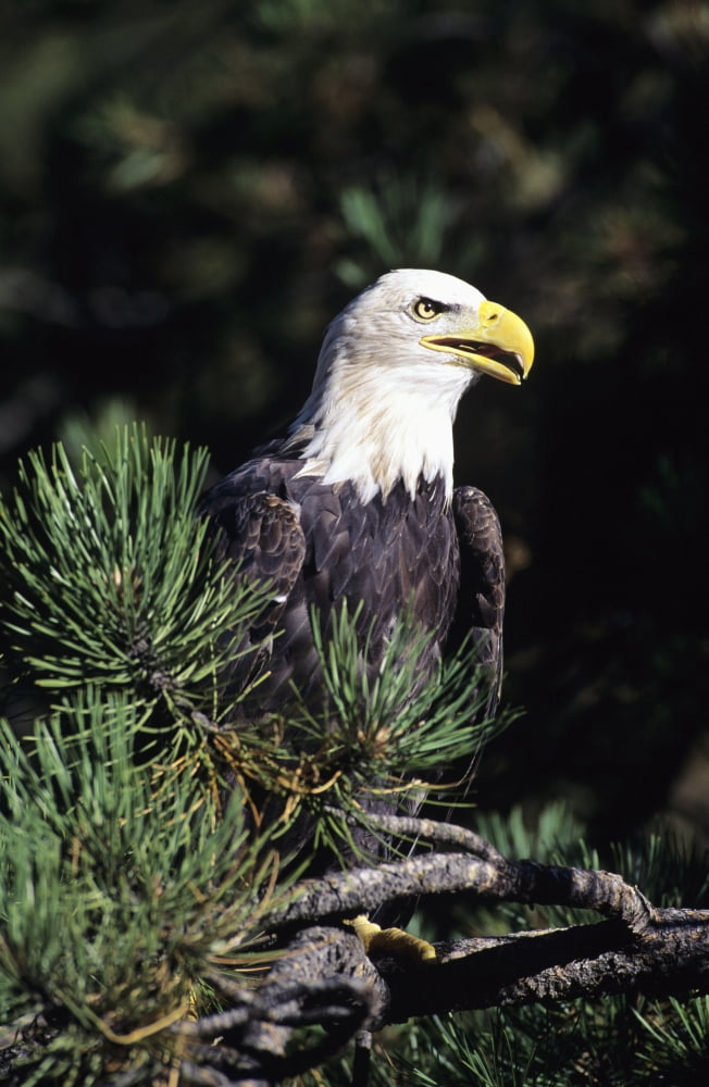 Closeup Of A Bald Eagle In Tree Canvas Art - John Hyde Design Pics (22 x 34)