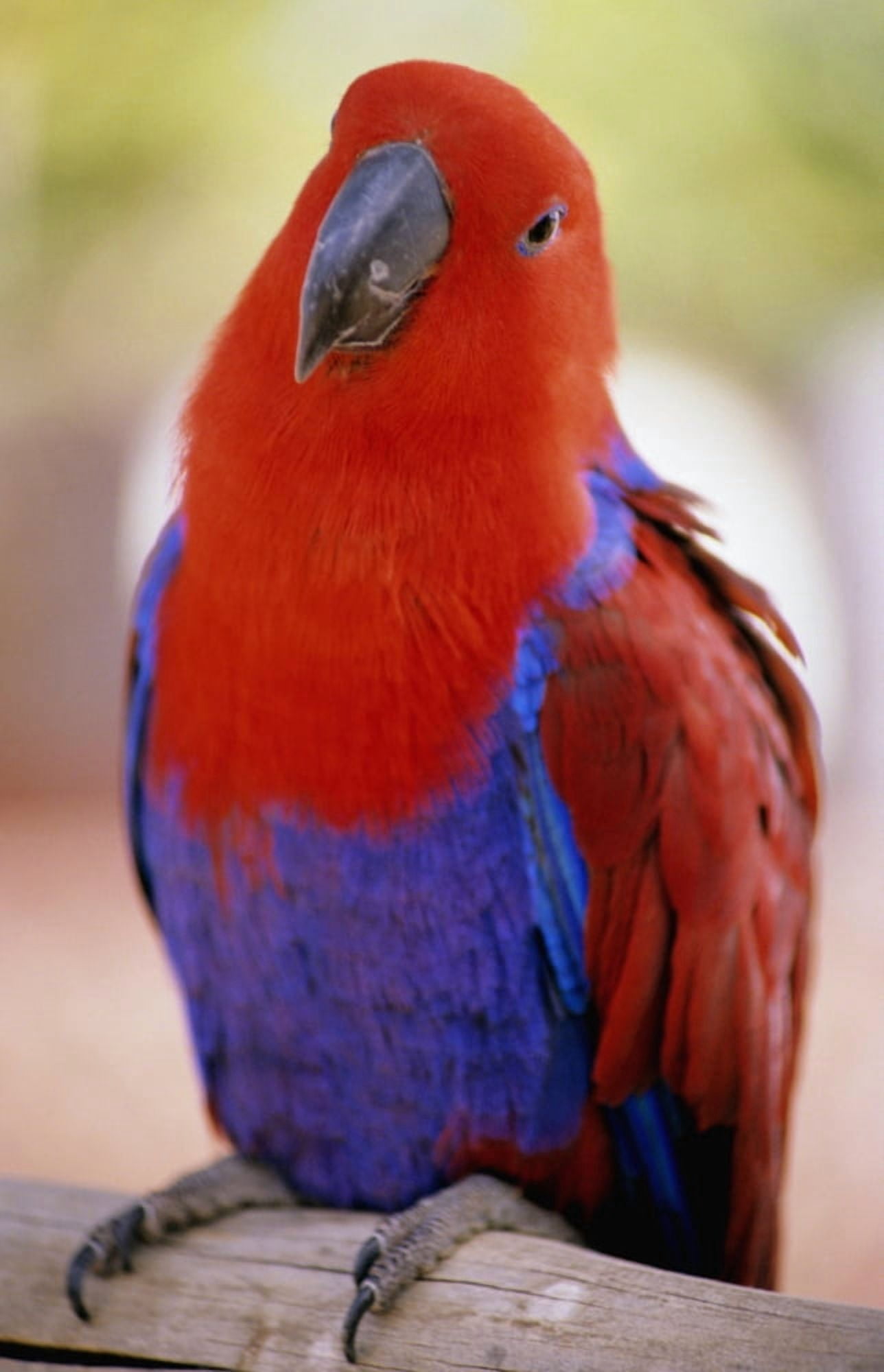 Closeup Of A Colorful Macaw Red And Blue Feathers Canvas Art - Allan Seiden  Design Pics (22 x 34)