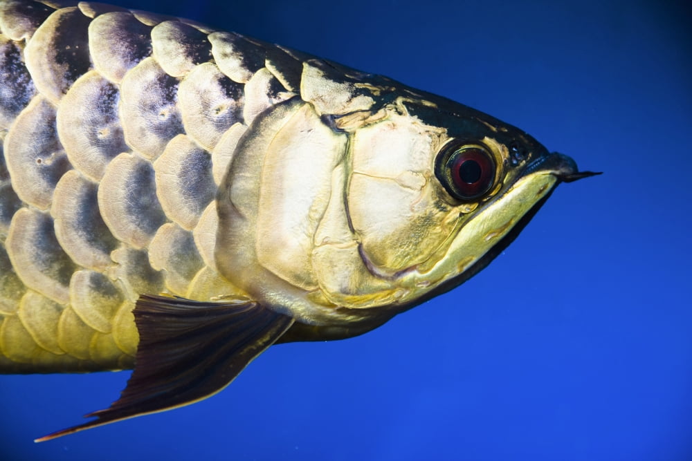 Closeup Of A Fish Canvas Art - Steve Nagy Design Pics (18 x 12)