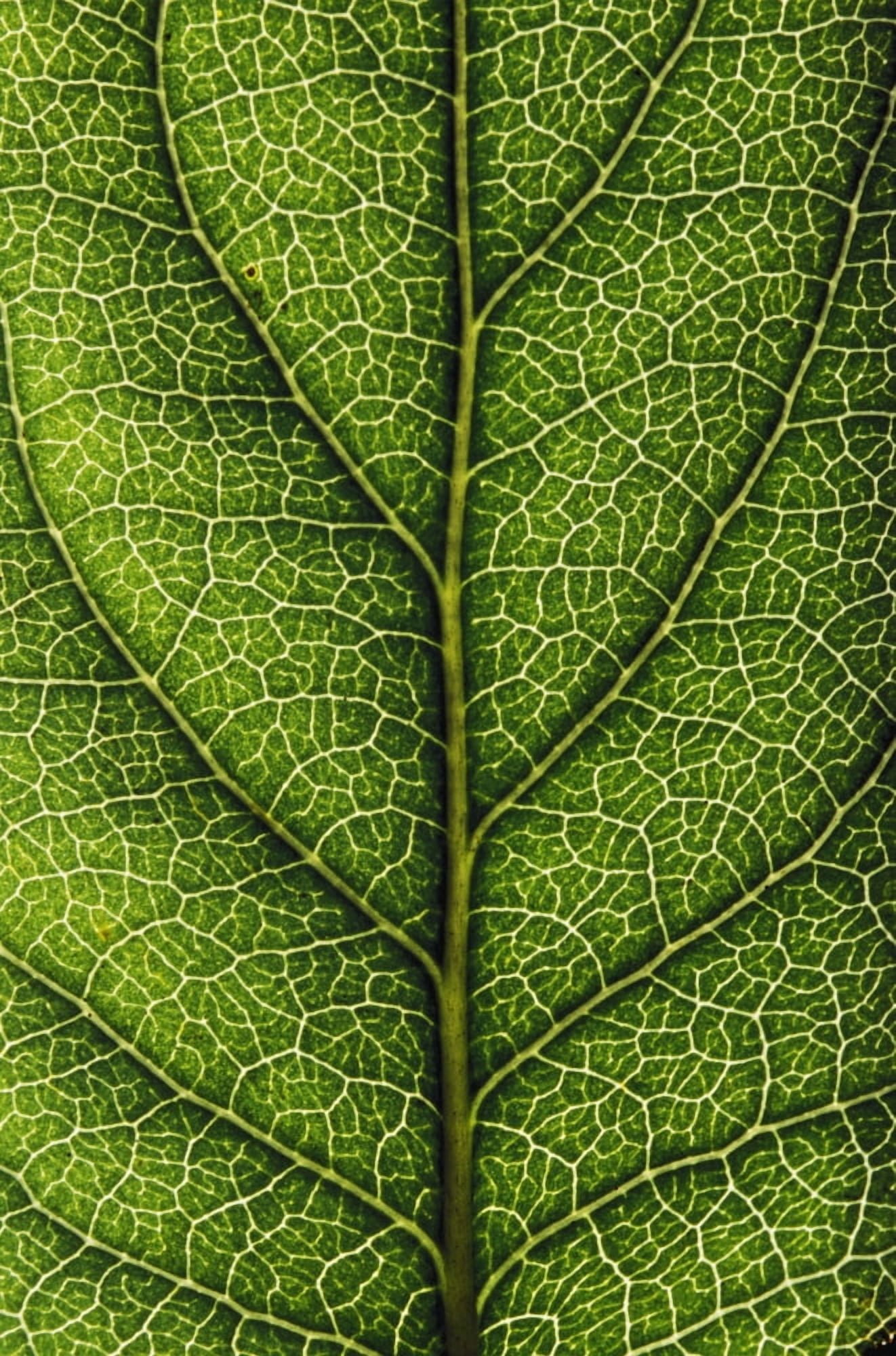 Closeup Of A Leaf Canvas Art - Sean White Design Pics (11 x 17)