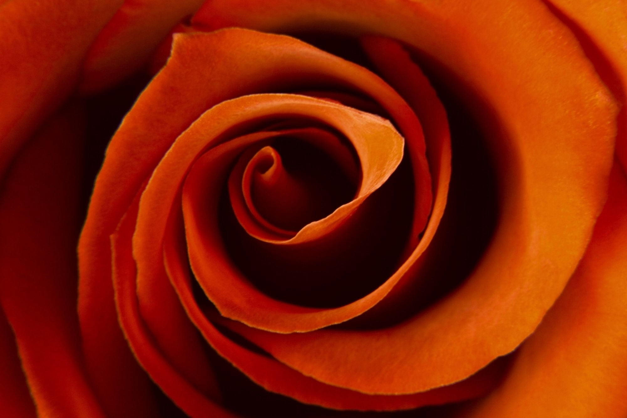 Closeup Of A Rose Canvas Art - Don Hammond Design Pics (17 x 11)