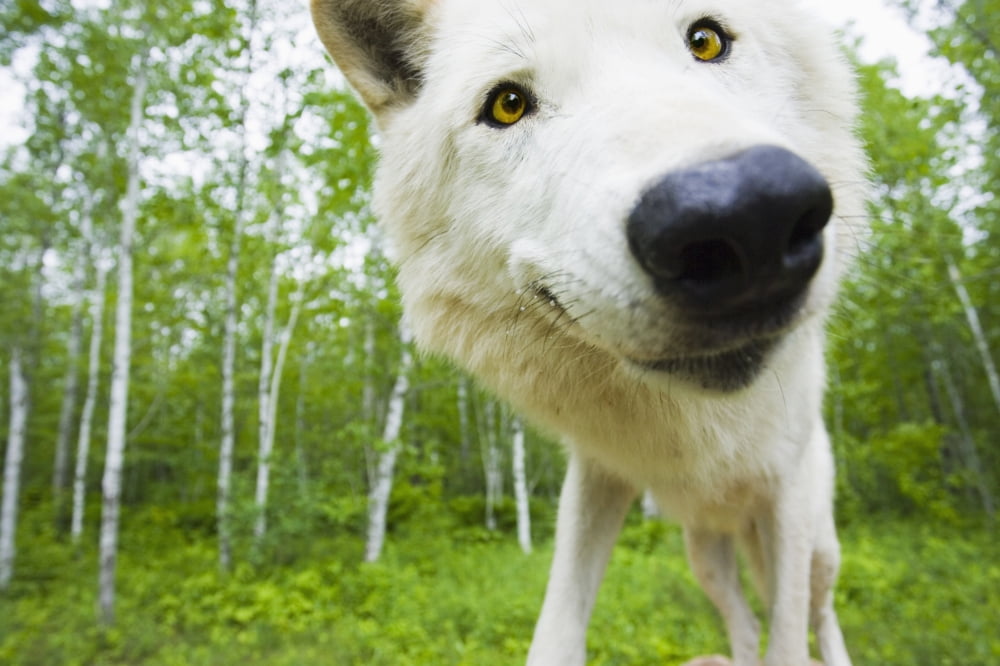 Closeup Of Adult Wolf Face In Forest Minnesota Spring Captive Canvas Art - Michael DeYoung Design Pics (34 x 22)