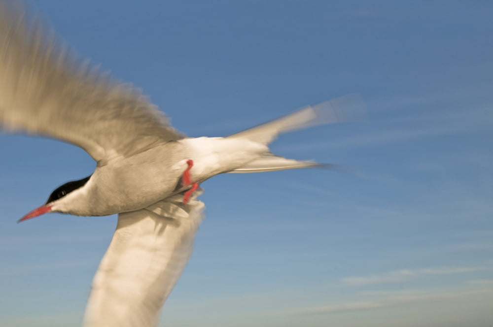 Closeup Of Arctic Tern In Flight Over Bristol Bay Southwest Alaska Summer Canvas Art - Chris Miller  Design Pics (17 x 11)