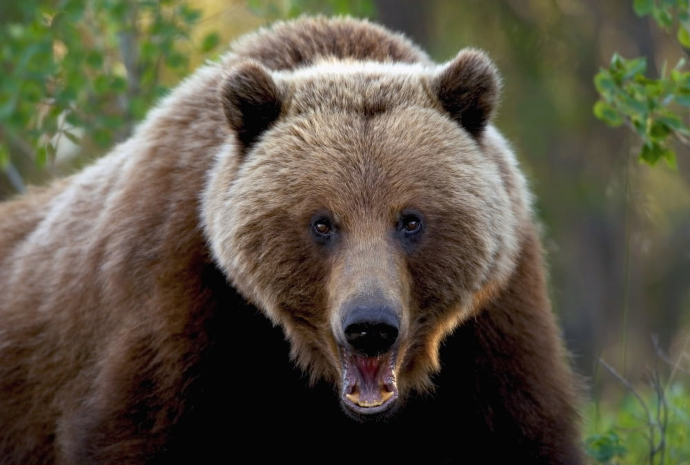 Closeup Of Brown Bear Yukon Territory Canada Spring Canvas Art - John Hyde  Design Pics (17 x 11)