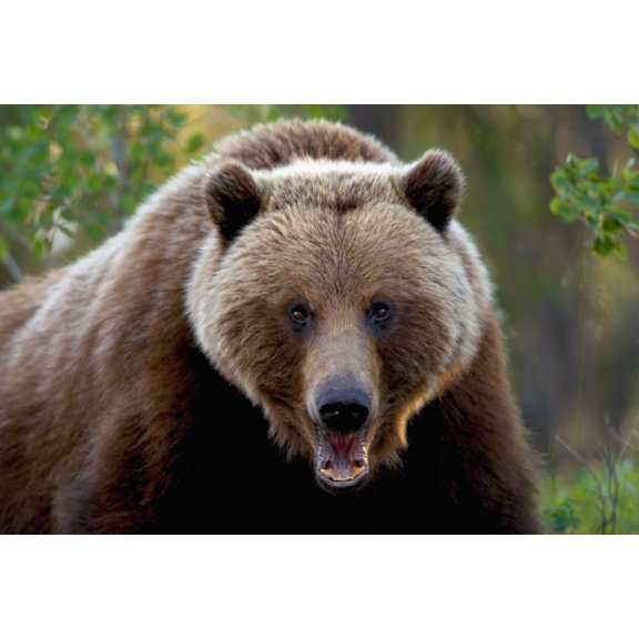 Closeup Of Brown Bear Yukon Territory Canada Spring Canvas Art - John Hyde Design Pics (34 x 22)