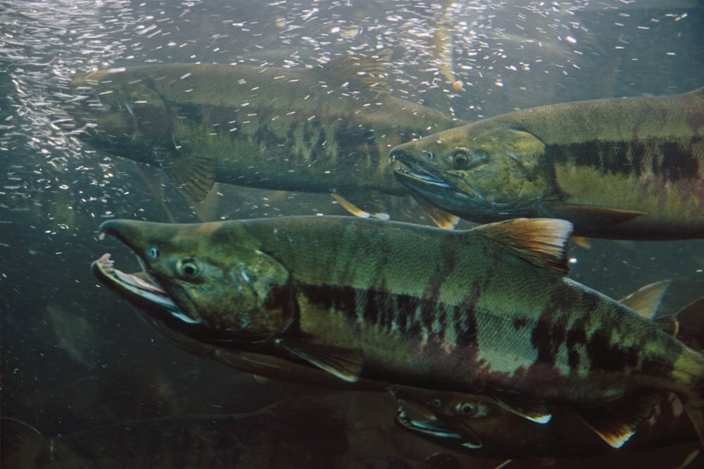 Closeup Of Chum Salmon Underwater Dipac Hatchery Juneau Alaska Canvas Art - Peter Barrett Design Pics (19 x 12)