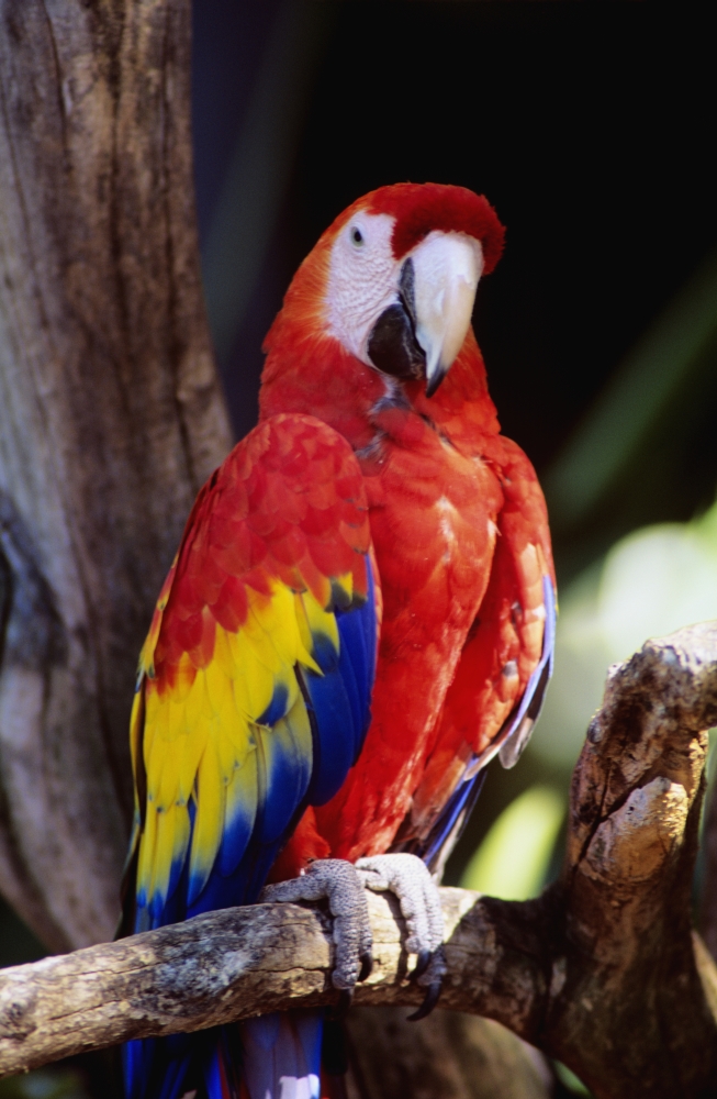 Closeup Of Colourful Red Parrot Standing On Tree Limb Canvas Art - Bill Schildge Design Pics (11 x 18)