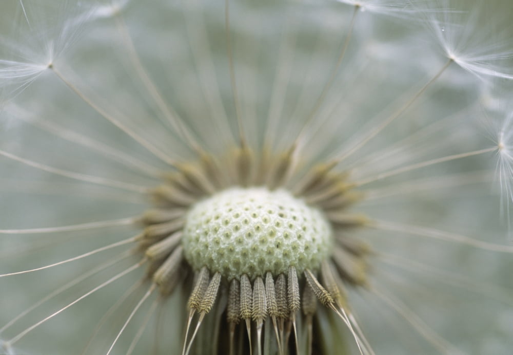 Closeup Of Dandelion Seed Head Canvas Art - Darwin Wiggett Design Pics (32 x 22)