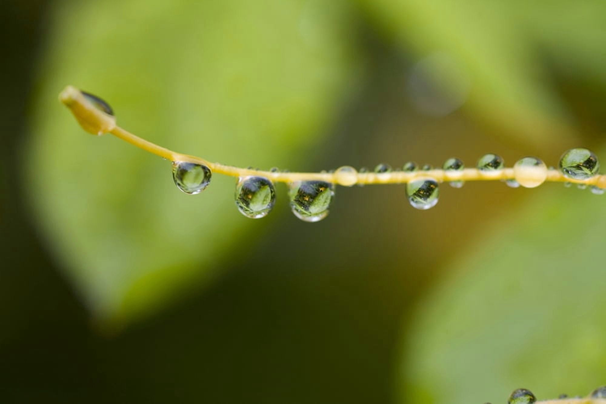 Closeup Of Dew On A Stamen Canvas Art - Craig Tuttle Design Pics (20 x 13)