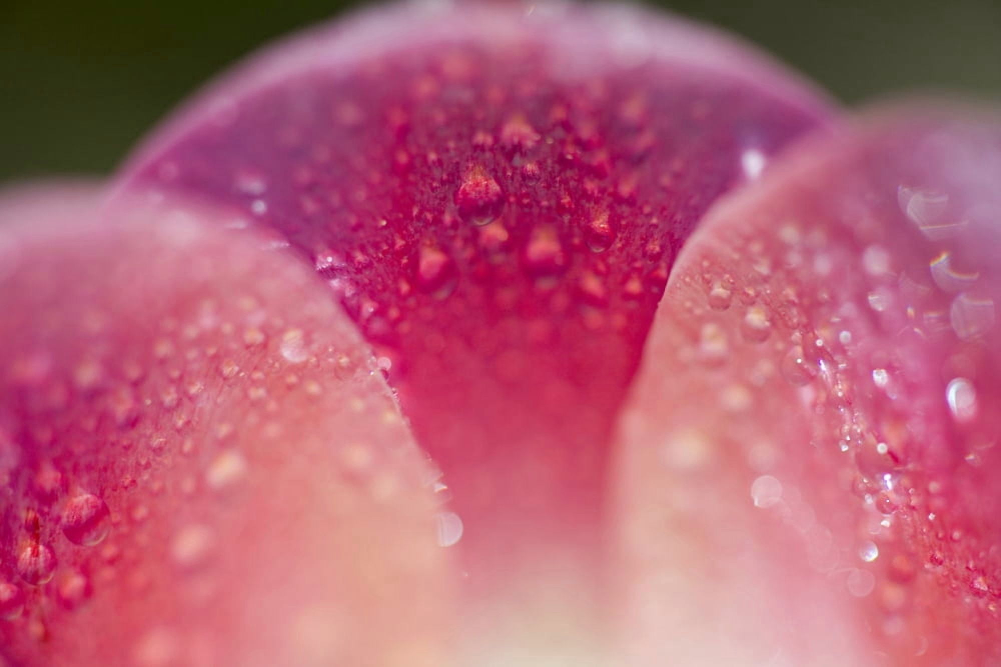 Closeup Of Dew On Tulip Petal Canvas Art - Craig Tuttle  Design Pics (20 x 13)