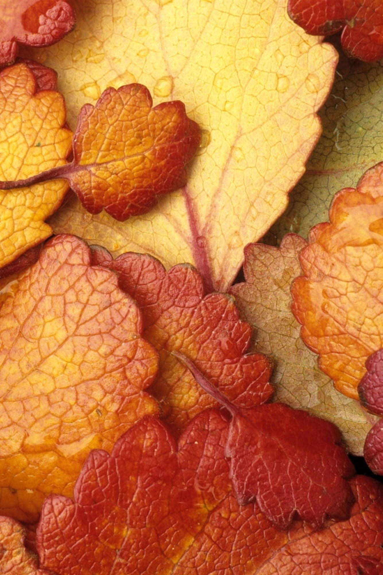 Closeup Of Dwarf Birch Leaves Autumn Ar Alaska Brooks Range Marion Creek Canvas Art - Jim Barr Design Pics (11 x 17)