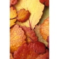 thumbnail image 1 of Closeup Of Dwarf Birch Leaves Autumn Ar Alaska Brooks Range Marion Creek Poster Print (11 x 17), 1 of 3