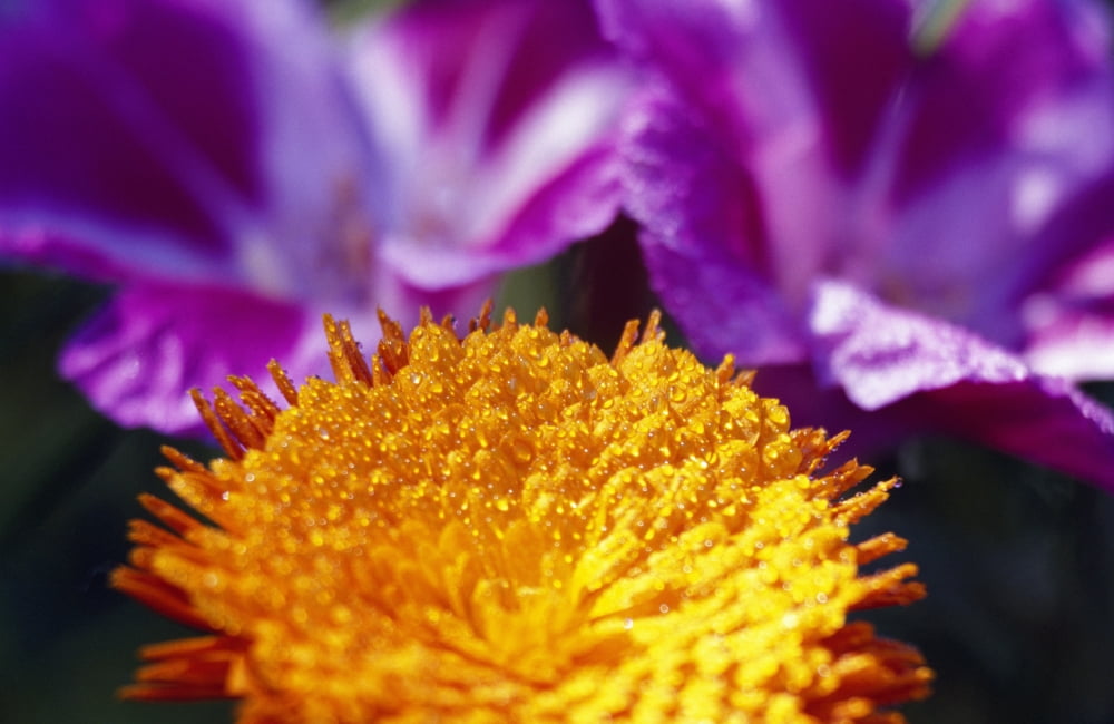 Closeup Of Flower Blossom Canvas Art - Natural Selection Craig Tuttle Design Pics (18 x 12)
