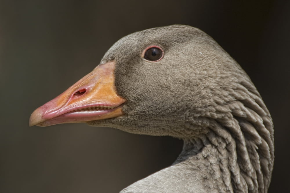 Closeup Of Goose Canvas Art - John Short Design Pics (34 x 22)
