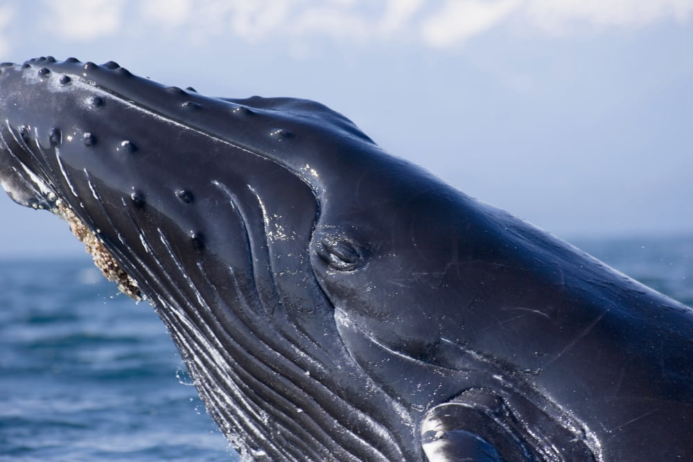 Closeup Of Humpback Whale Breaching In Inside Passage WFairweather Range Southeast Alaska Summer Canvas Art - John Hyde Design Pics (34 x 22)