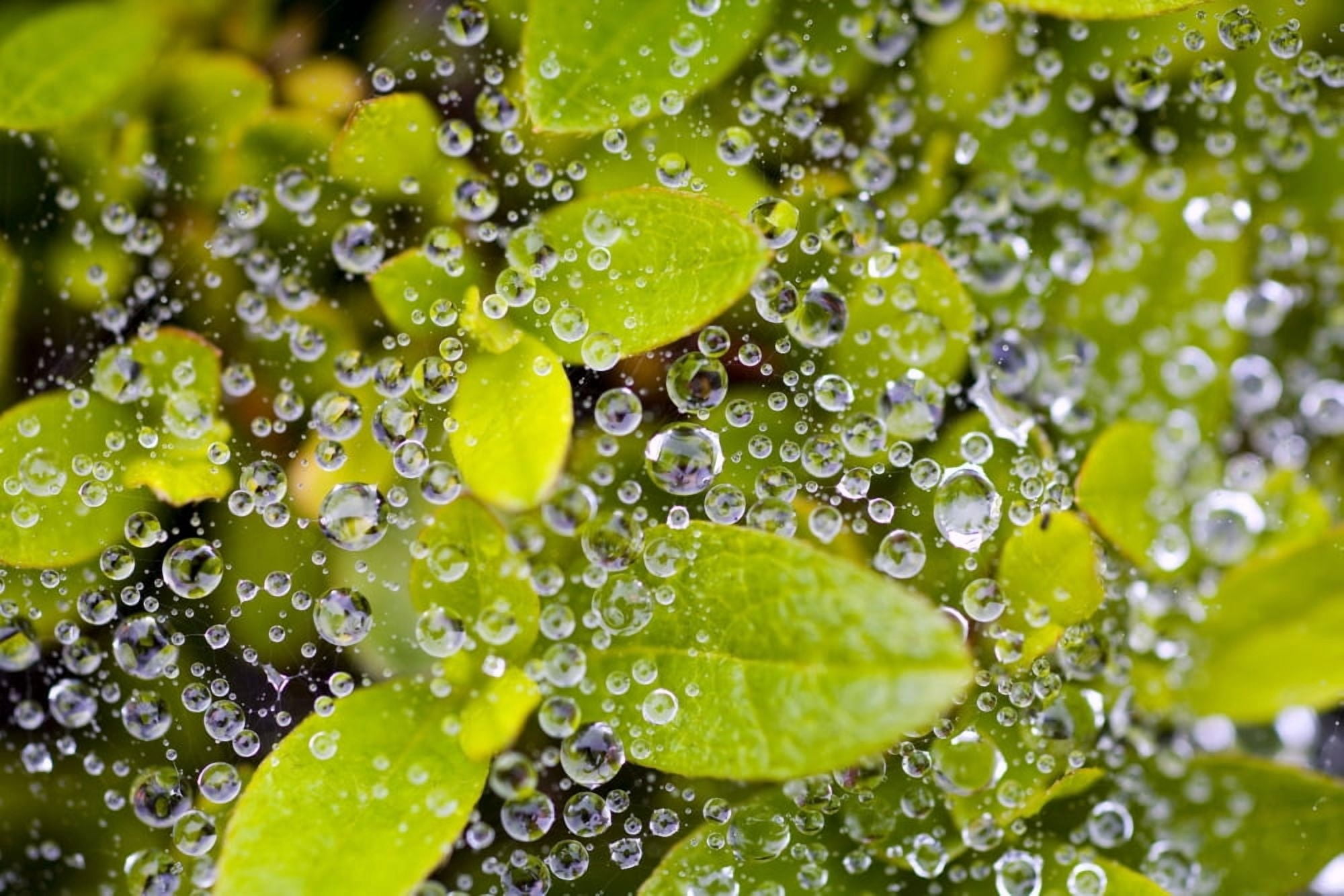 Closeup Of Morning Dew On Leaves Canvas Art - Craig Tuttle Design Pics (20 x 13)