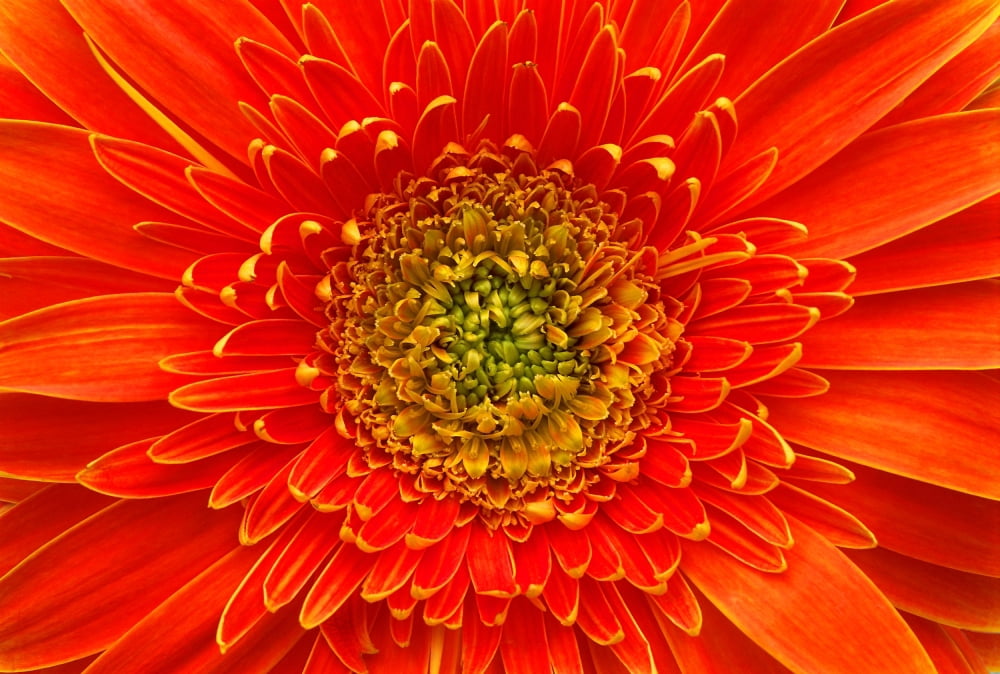 Closeup Of Orange Gerbera Flower Canvas Art - Corey Hochachka Design Pics (34 x 22)
