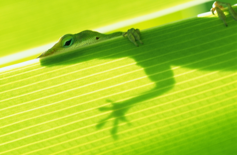 Closeup Of Outline Of A Green Lizard From Under A Leaf Eye And Foot Over Edge Canvas Art - Bill Brennan Design Pics (38 x 24)