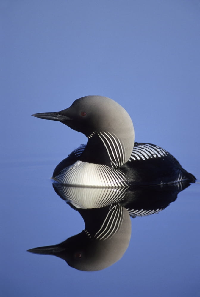 Closeup Of Pacific Loon On Pond Arctic National Wildlife Refuge Arctic Alaska Summer Canvas Art - Jo Overholt  Design Pics (24 x 38)