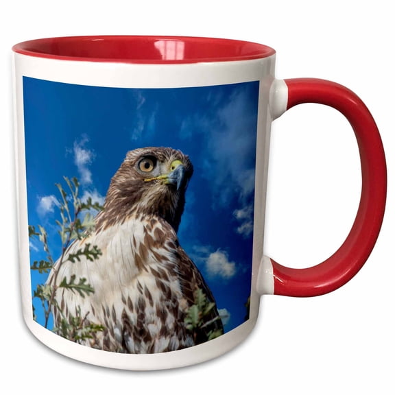 3drose, Closeup of Red Tailed Hawk., 11oz Two-tone Red Mug