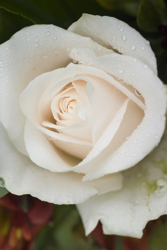Closeup Of White Rose Canvas Art - Daniel Sicolo Design Pics (11 x 17)