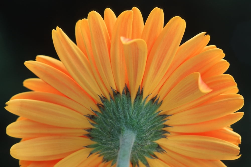 Closeup Of Yellow Flower Canvas Art - Corey Hochachka Design Pics (34 x 22)
