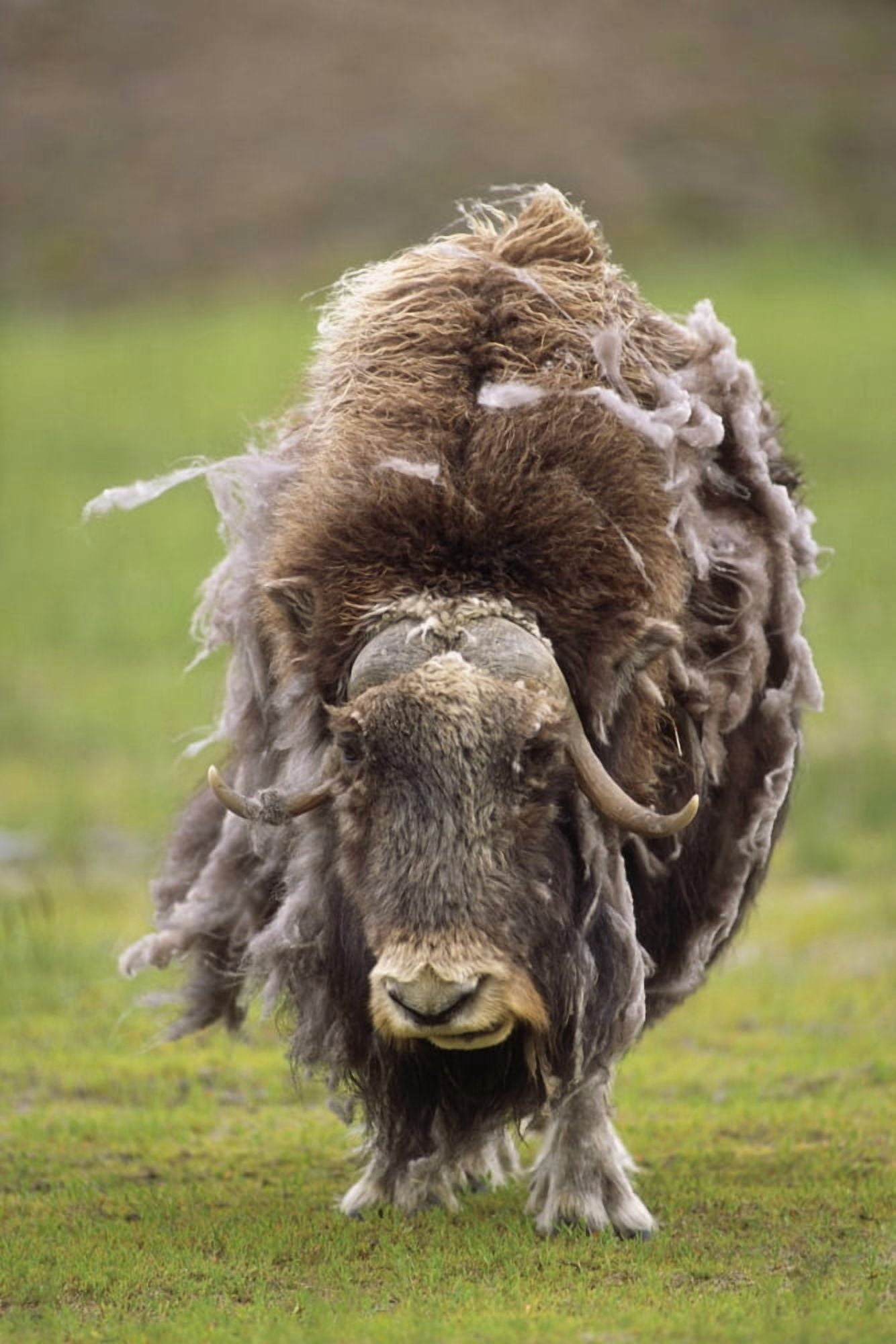 Closeup Of Very Shaggy Muskox Losing Winter Layer Captive Alaska Wildlife Conservation Center Sc Ak Canvas Art - Doug Lindstrand Design Pics (12 x 19)