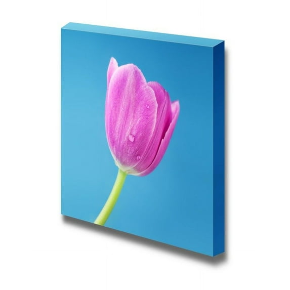 Closeup View of a Single Pink Tulip on Blue Background Floral Photograph - Canvas Art Wall Art - 12" x 12"