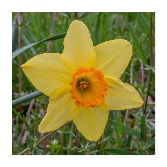 Closeup of Yellow Daffodil on a Spring Day in PA - Pennsylvania Photography Flowers Floral Botanical Garden Nature Scenic Summer Unframed Wall Art Print 10 x 10 inches