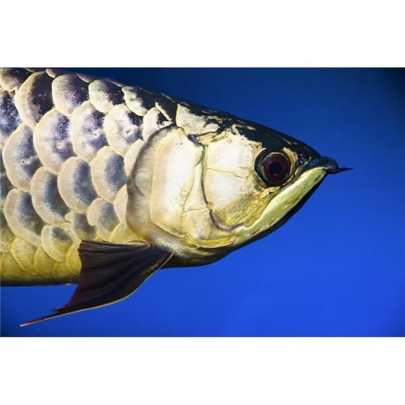 Closeup of A Fish Poster Print by Steve Nagy - 18 x 12