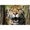 thumbnail image 1 of Closeup of A Leopard Poster Print by Don Hammond, 34 x 22 - Large, 1 of 1