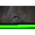 thumbnail image 1 of Closeup of An Animals Eye Poster Print by Deddeda, 17 x 11, 1 of 1