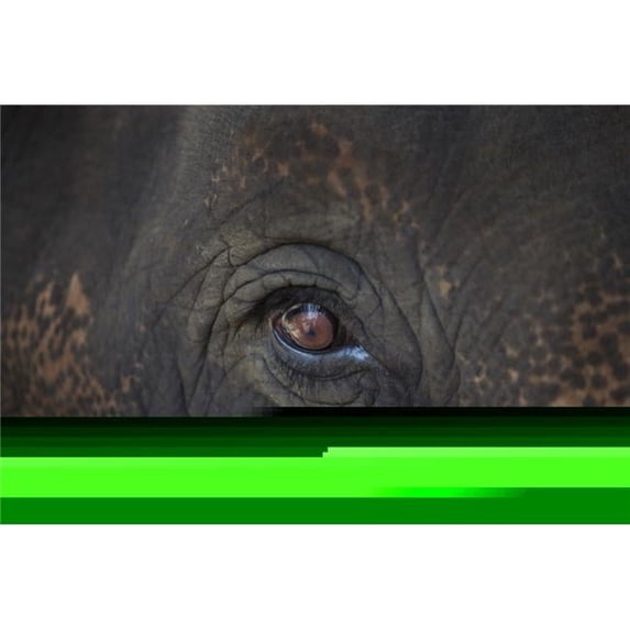 Closeup of An Animals Eye Poster Print by Deddeda, 17 x 11