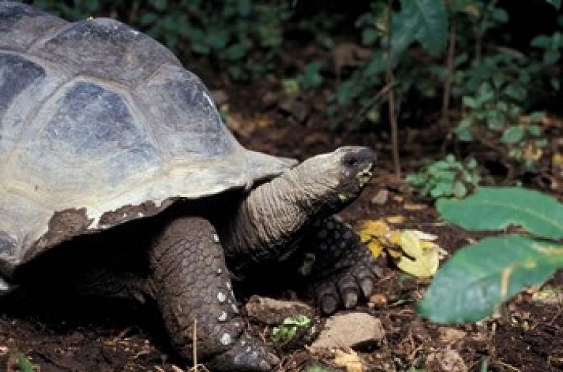 Closeup of Giant Tortoise Seychelles Canvas Art - Nik Wheeler DanitaDelimont (18 x 12)