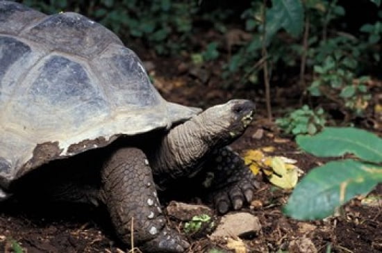 Closeup of Giant Tortoise Seychelles Canvas Art - Nik Wheeler DanitaDelimont (36 x 24)