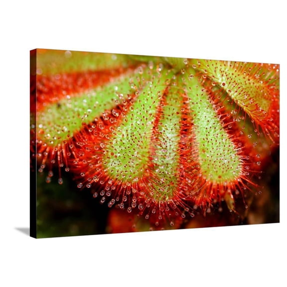 Closeup of Sundew Carnivorous Plant, Drosera Aliciae, Botanical Stretched Canvas Wall Art by CLICKMANIS Sold by ArtCom